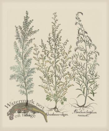 Besler 287 Colored  B2